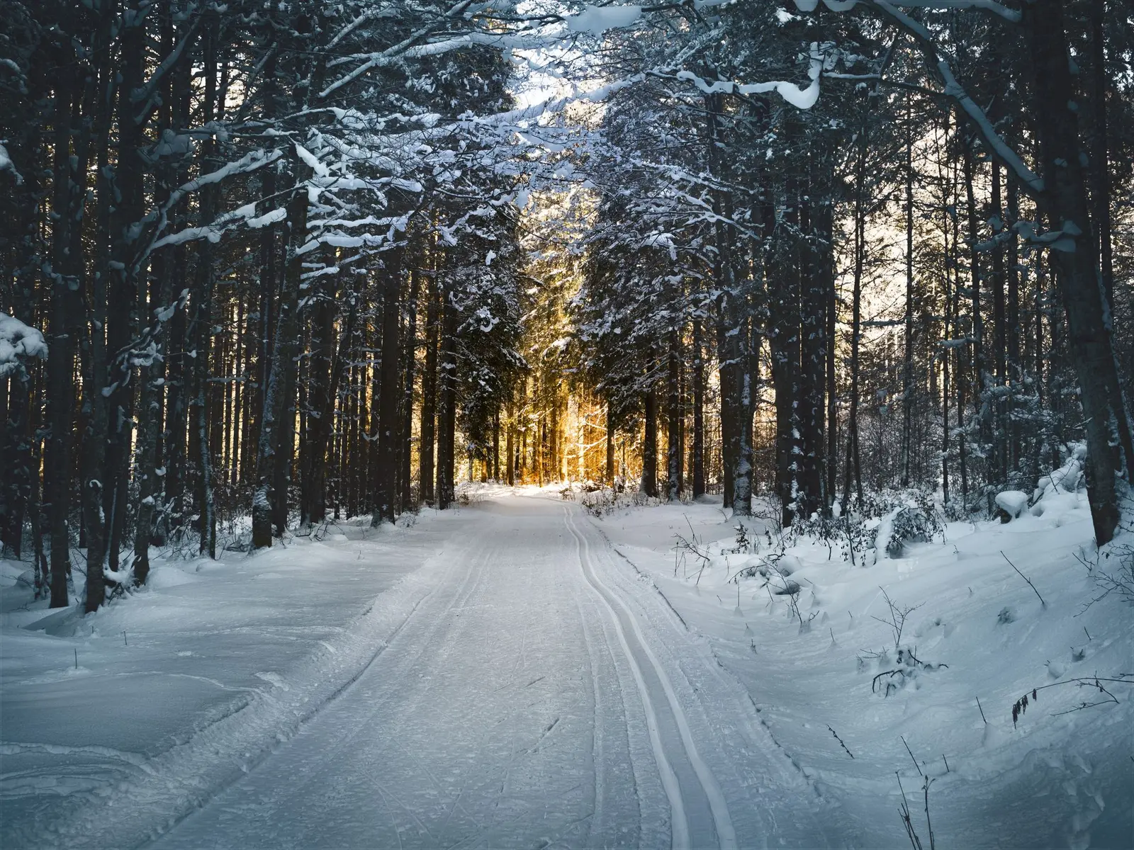 A narrow snowy road through a dark conifer forest